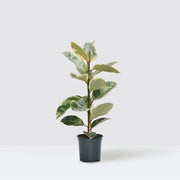 Variegated Rubber Plant | Ficus Elastica Tineke | - Greensouq -