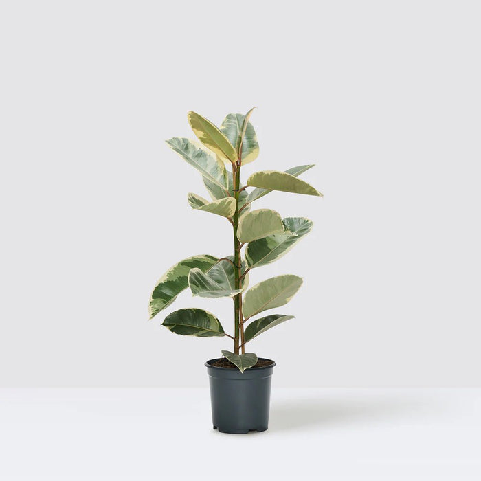 Ficus Elastica Tineke | Rubber Plant Variegated - Greensouq -