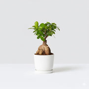 Ficus Ginseng Bonsai 25 – 30cm - Greensouq -