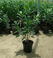 Ficus Hawaii "Green Island" - Greensouq -