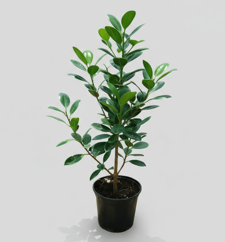 Ficus Hawaii "Green Island" - Greensouq -