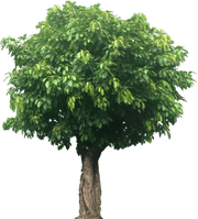 Ficus Infectoria - Virens "White Fig" - Greensouq -