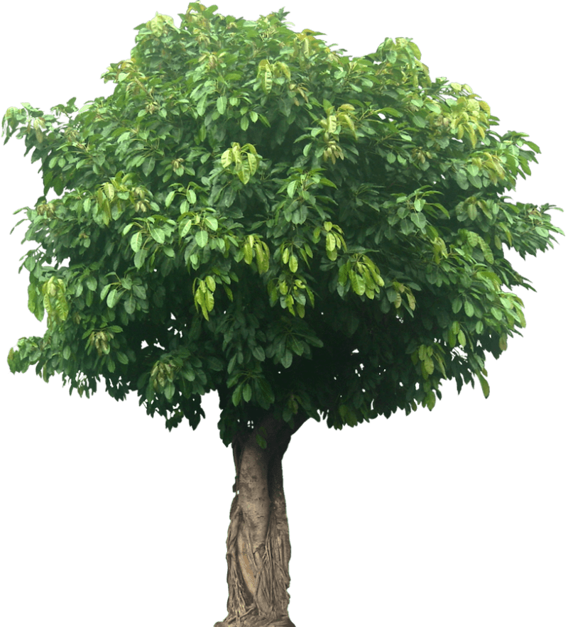 Ficus Infectoria - Virens "White Fig" - Greensouq -