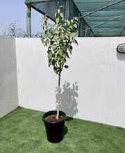 Ficus Infectoria - Virens "White Fig" - Greensouq -