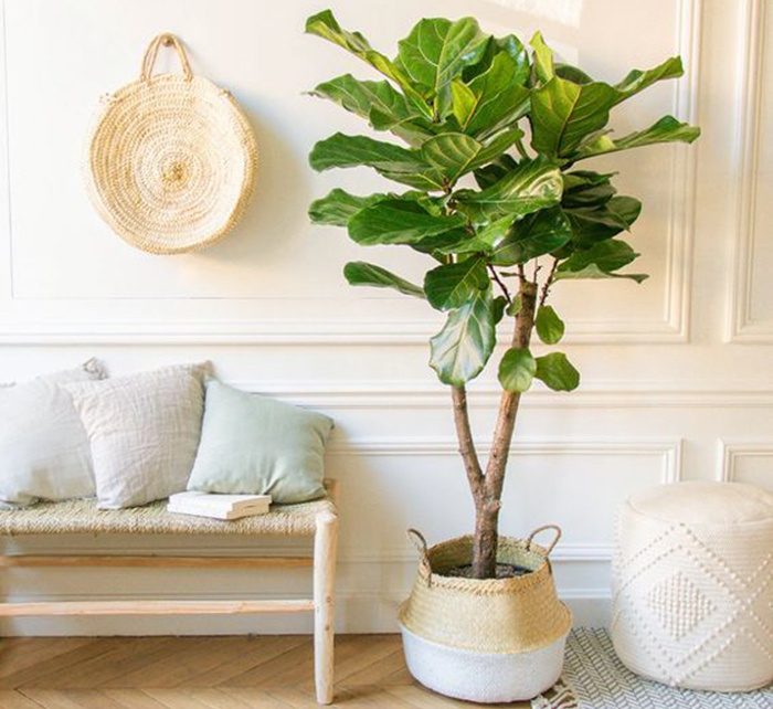 Ficus Lyrata Branched "Fiddle Leaf Fig" 1.2 - 1.5m - Greensouq -
