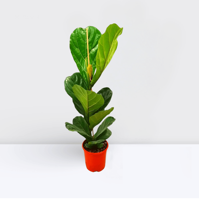 Ficus Lyrata or Fiddle Leaf Fig - Greensouq -