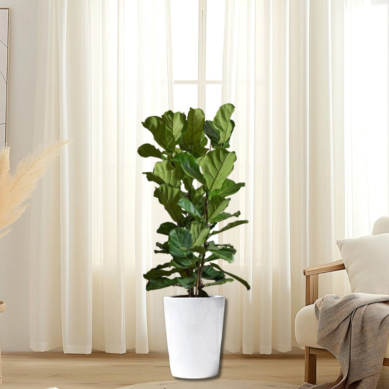 Ficus Lyrata or Fiddle Leaf Fig - Greensouq -