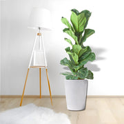 Ficus Lyrata or Fiddle Leaf Fig - Greensouq -