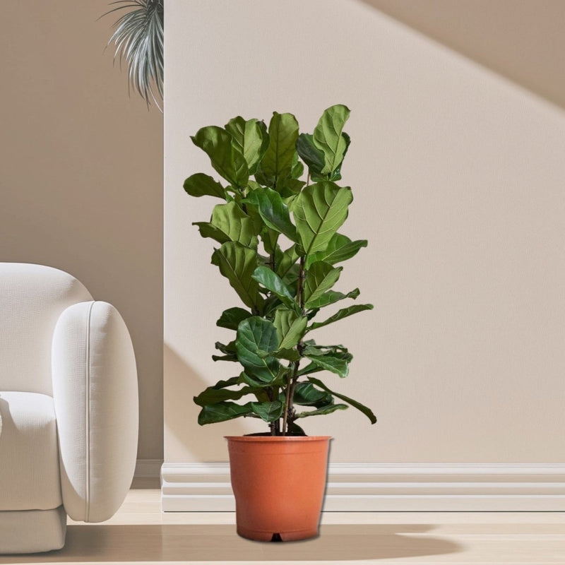 Ficus Lyrata or Fiddle Leaf Fig - Greensouq -