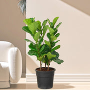 Ficus Lyrata or Fiddle Leaf Fig - Greensouq -