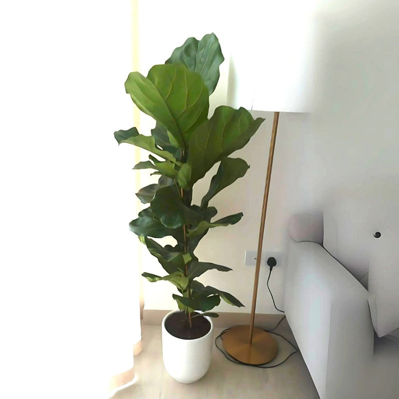 Ficus Lyrata or Fiddle Leaf Fig - Greensouq -