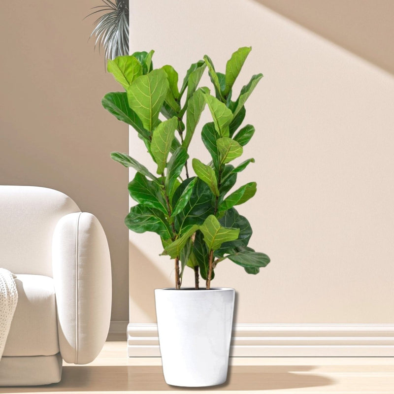 Ficus Lyrata or Fiddle Leaf Fig - Greensouq -