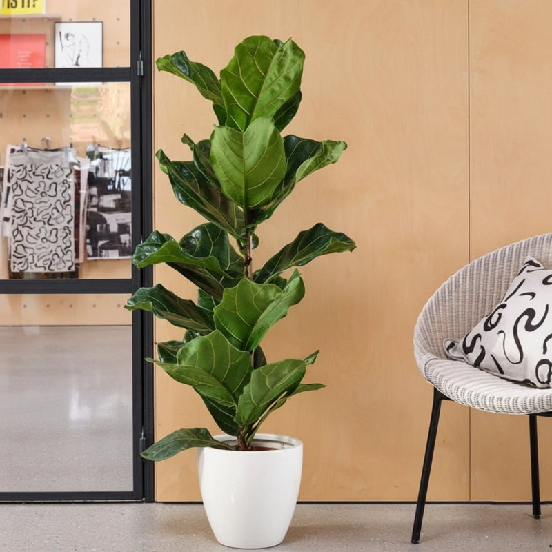 Ficus Lyrata or Fiddle Leaf Fig - Greensouq -