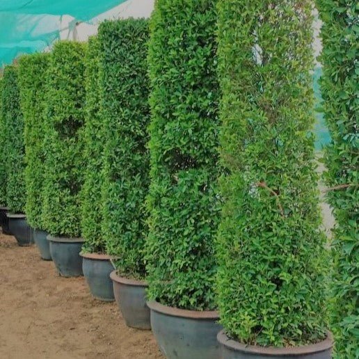 Ficus Nitida Tall 1.8 - 2.0m - Greensouq -