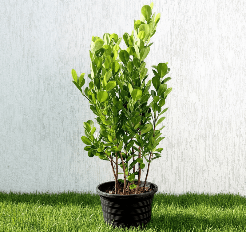 Ficus panda Evergreen Plant 40 - 50cm - Greensouq -