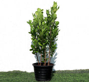 Ficus panda Evergreen Plant 40 - 50cm - Greensouq -