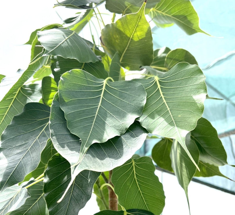 Ficus Religiosa / Sacred Fig Tree 90 - 100 MM Trunk 3.5 to 4.0m - Greensouq -