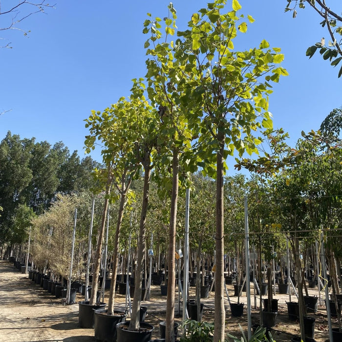 Ficus Religiosa 90 - 100 MM Trunk 3.5 to 4.0m - Greensouq -
