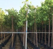 Ficus Religiosa "Sacred Fig Tree" - Greensouq -