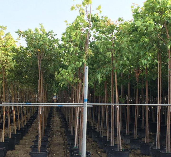 Ficus Religiosa "Sacred Fig Tree" - Greensouq -