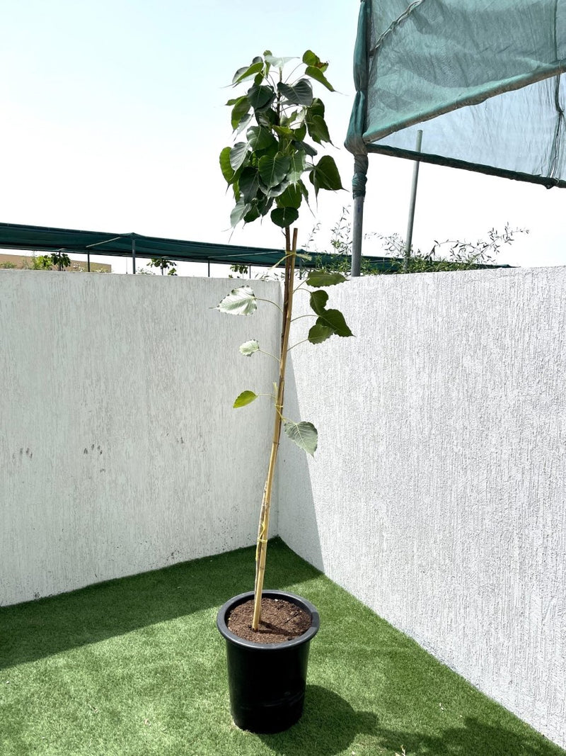 Ficus Religiosa "Sacred Fig Tree" - Greensouq -