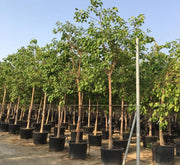 Ficus Religiosa "Sacred Fig Tree" - Greensouq -