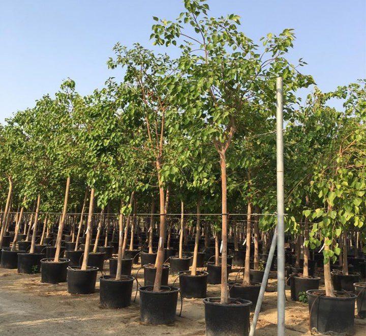 Ficus Religiosa "Sacred Fig Tree" - Greensouq -