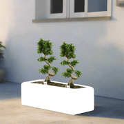 Ficus Bonsai "S" Duo in Rectangular Fiber Glass Planter (GRP) (70x30x30cm) - Greensouq -