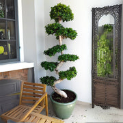 XL Ficus S Bonsai 1.8-2.0m - Large Indoor Tree - Greensouq -