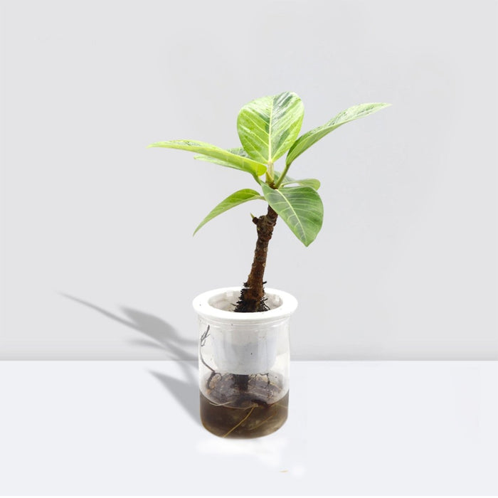 Ficus Variegated - 30cm - Greensouq -