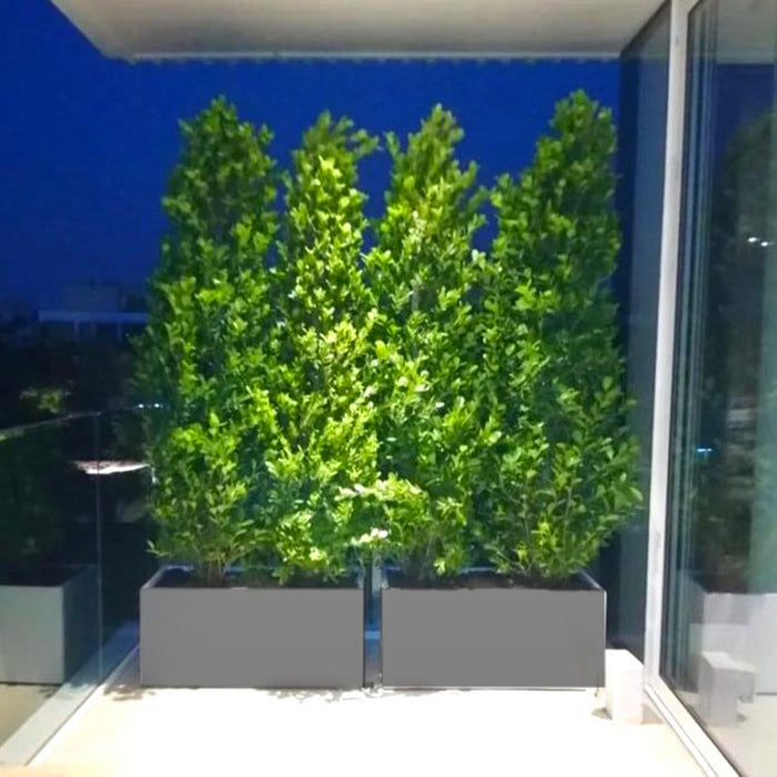 Ficus Cone 1.8- 2m in Fiber Glass Pot (GRP) (100x40x40)