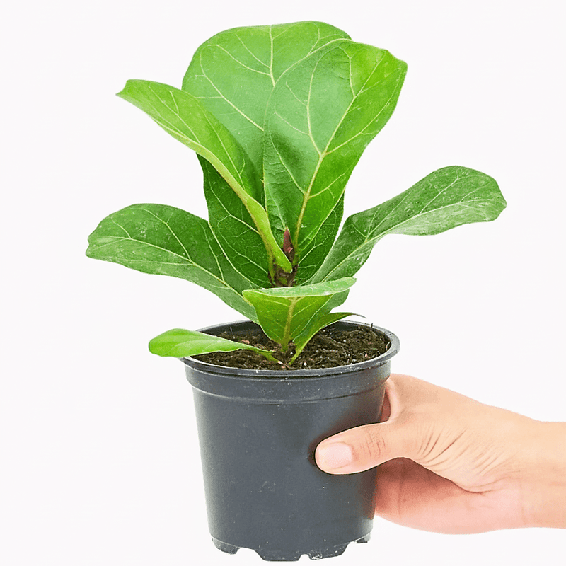 Fiddle Leaf Mini - Greensouq -