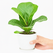 Fiddle Leaf Mini - Greensouq -