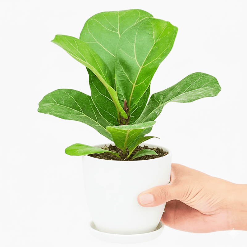 Fiddle Leaf Mini - Greensouq -