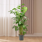 Fishtail palm 120 - 140cm - Greensouq -
