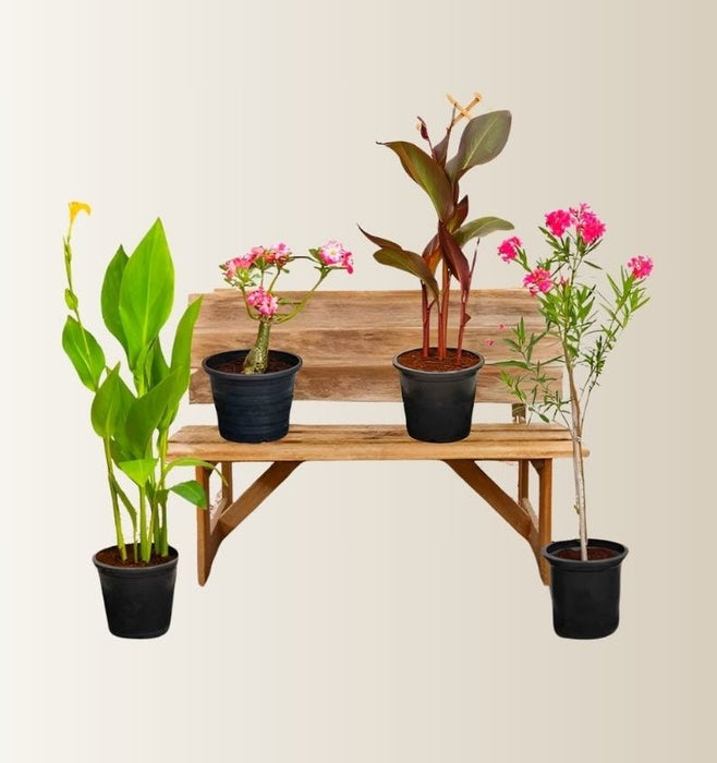 Flowering Plant Bundle (Desert Rose | Oleander | 2xCanna Lily 30 - 50cm) - Greensouq -