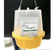 Fruit Fly Trap with Pheromone "Russell - IPM" - Greensouq -
