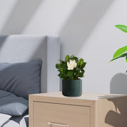 Gardenia Jasminoides or Cape Jasmine (Indoor) كيب ياسمين - Greensouq -