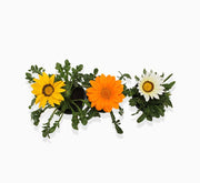 Gazania Flowering Plants - Greensouq -