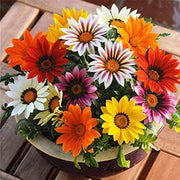 Gazania Flowering Plants - Greensouq -