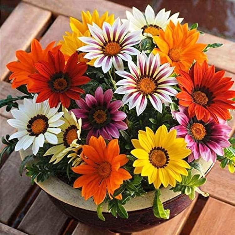 Gazania Flowering Plants - Greensouq -