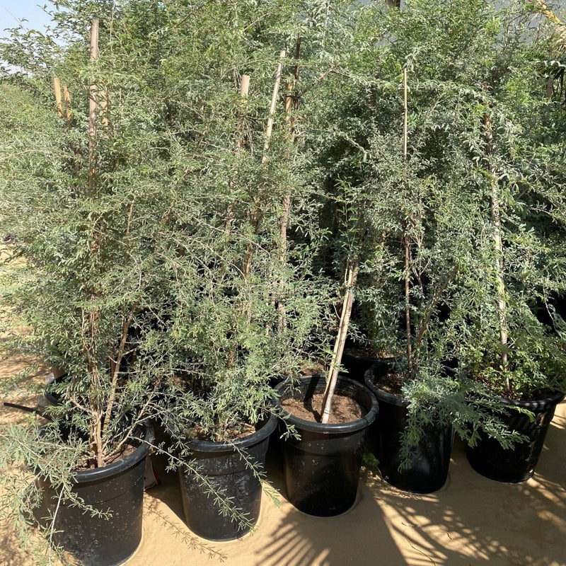 Ghaf Tree "Prosopis Cineraria" شجرة الغاف - Greensouq -
