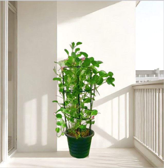 Ipomoea pes-caprae