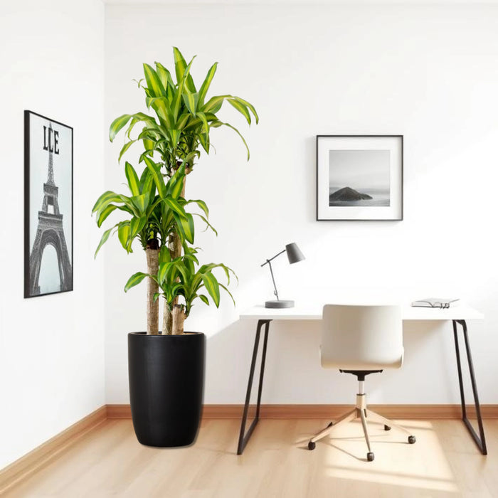 Dracaena Fragrans “Massangeana”