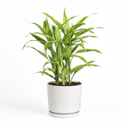 Gold Dracaena Sanderiana | Sanderiana Gold 30 - 35cm - Greensouq -