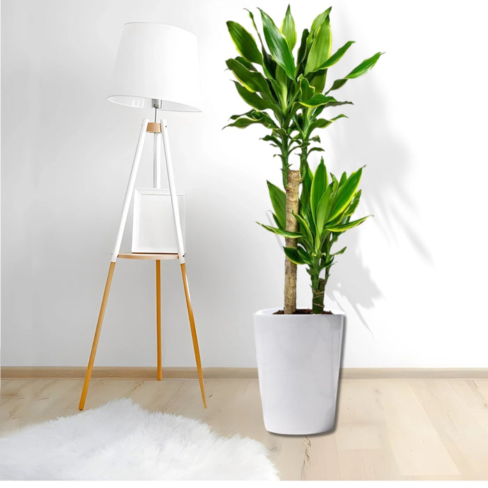 Dracaena Fragrans "Golden Coast"