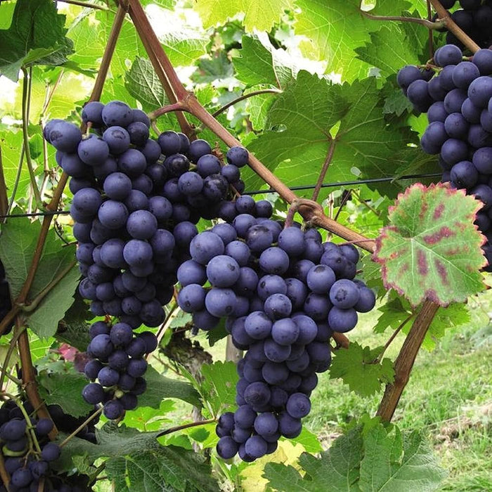 Grapes Red Spain 1.0 - 1.2m الشجرالعنب فاين - Greensouq -