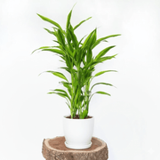 Green Dracaena Sanderiana | Sanderiana Green 25 - 30cm - Greensouq -