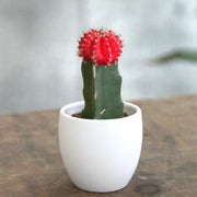 Gymnocalycium mix 15 - 20cm - Greensouq -