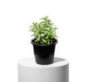 Habak Desert Mint "Mentha longifolia" Vegetable Herb Plant 6ltr Pot - Greensouq -